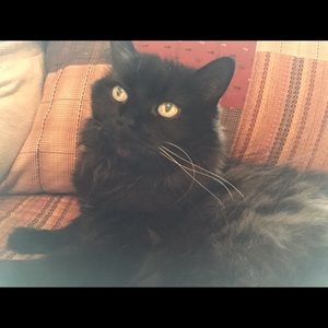 Meet your Posher, Kim